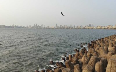 How a Master’s in Coastal and Marine Management Prepares You for Leadership in Environmental Policy