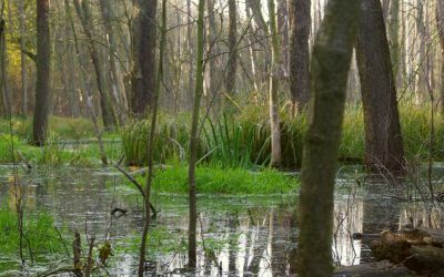 How Do I Prepare for a Career in Wetland Restoration?