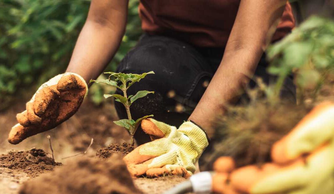 Why Sustainability Education Matters: Preparing Students for a Greener Future