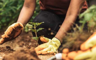 Why Sustainability Education Matters: Preparing Students for a Greener Future